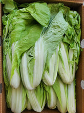Load image into Gallery viewer, Taiwan Bok Choy
