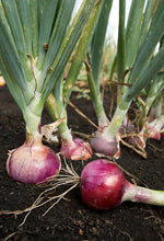 Load image into Gallery viewer, Onion RED ( Medium )