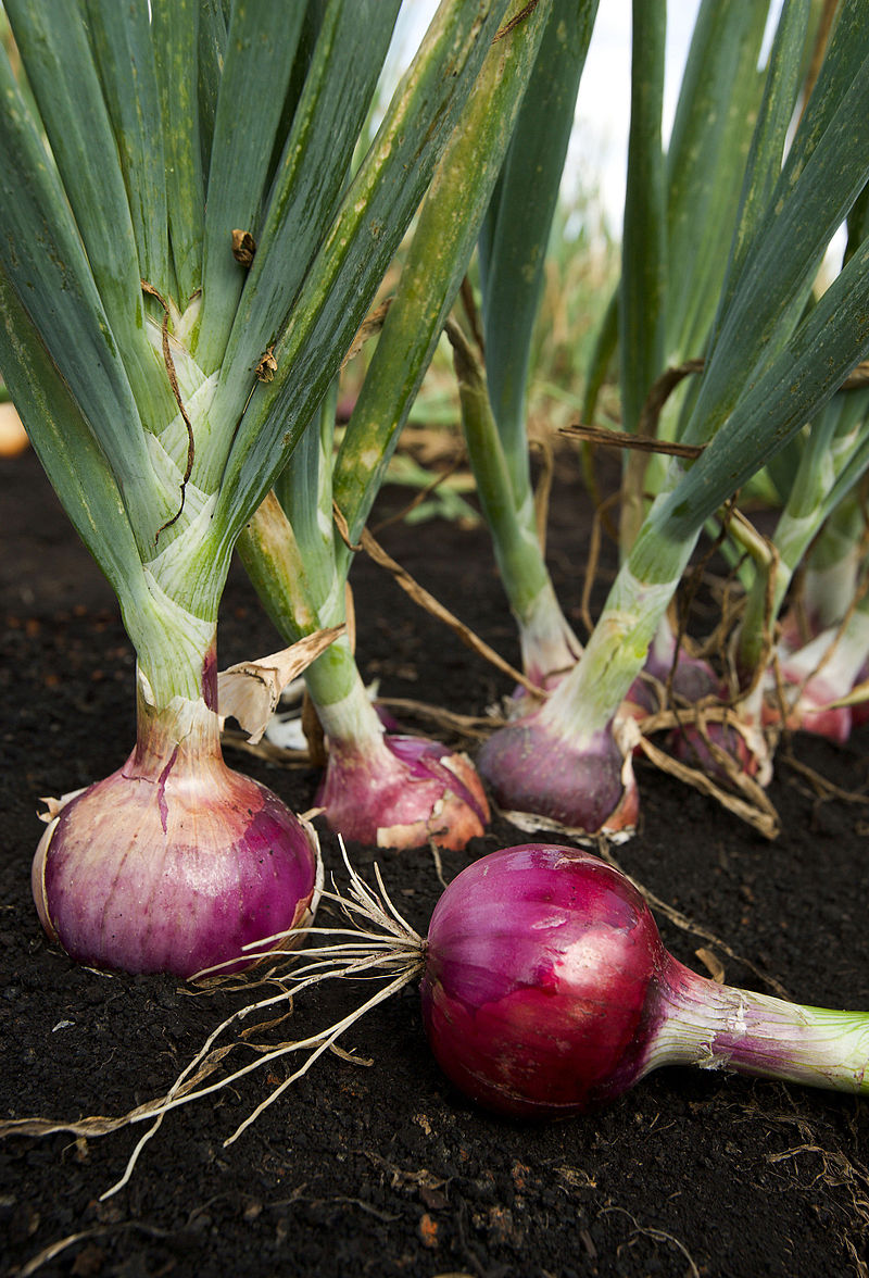 Onion RED ( Medium )