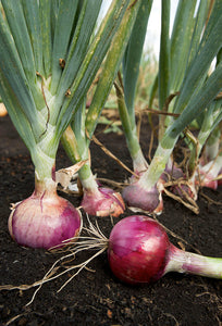 Onion White ( Medium )