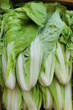 Load image into Gallery viewer, Taiwan Bok Choy